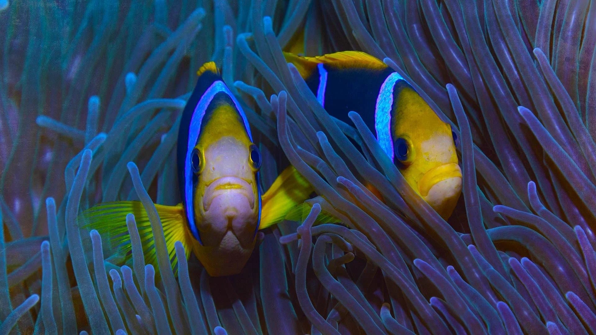 Protecting Paradise: The Story of Niue (2024)