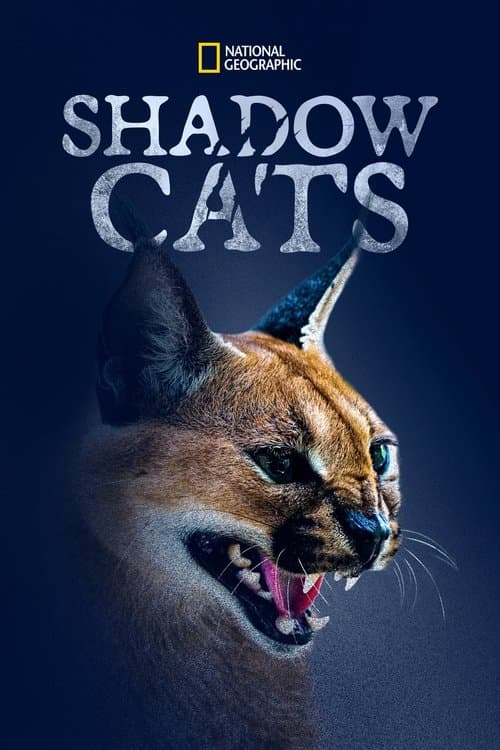 โปสเตอร์หนัง Shadow Cats (2022) แมวแห่งเงา
