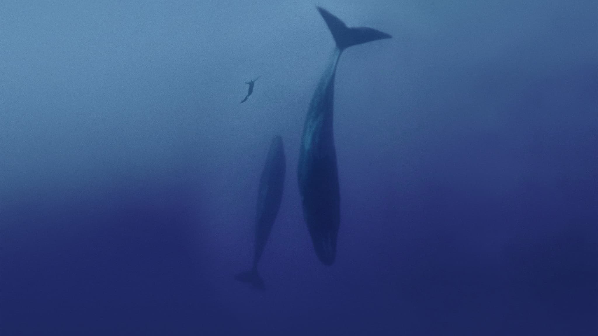 Freediver (2024) ดำดิ่งทะลุขีดจำกัด