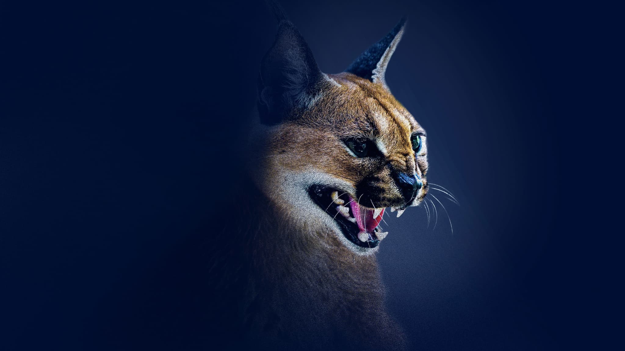 Shadow Cats (2022) แมวแห่งเงา