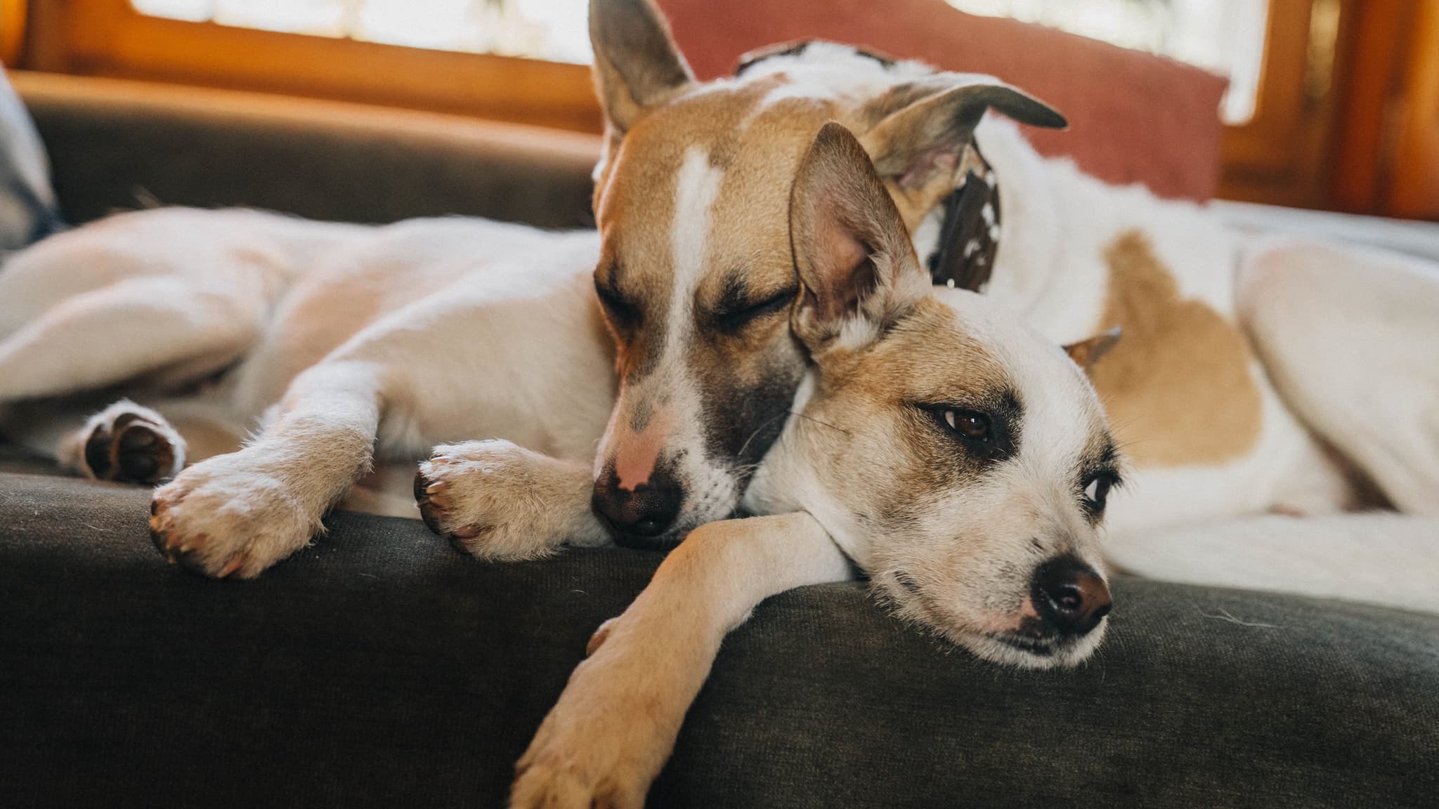 Gump - Jsme dvojka (2024)