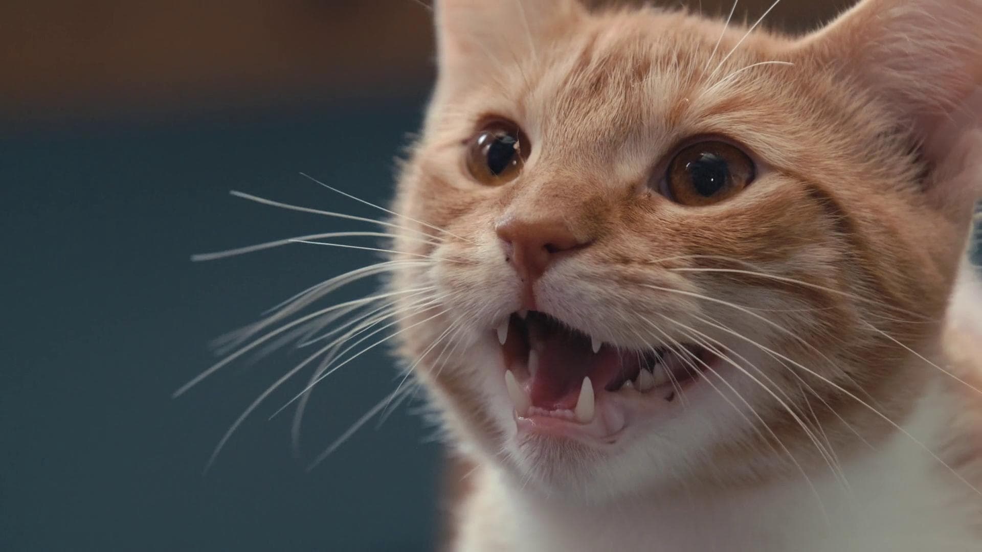 Inside the Mind of a Cat (2022) คิดแบบแมวๆ